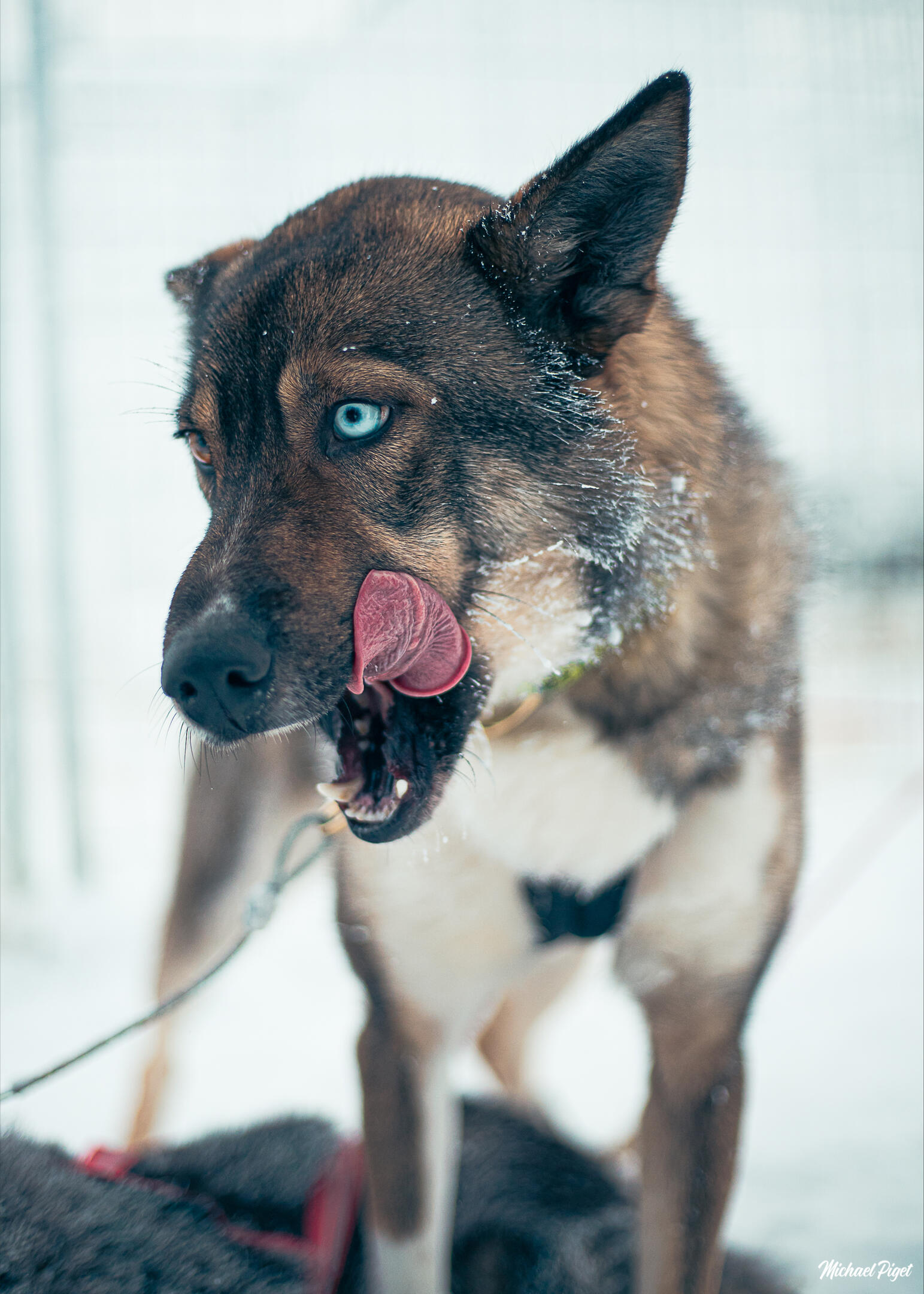 Era Susi Huskies Era Susi Huskies